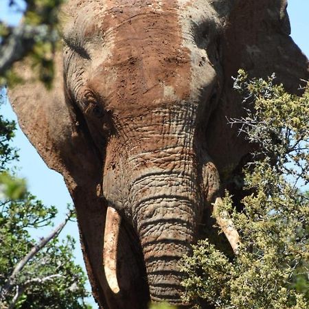 Orange Elephant Backpackers Albergue Addo Exterior foto