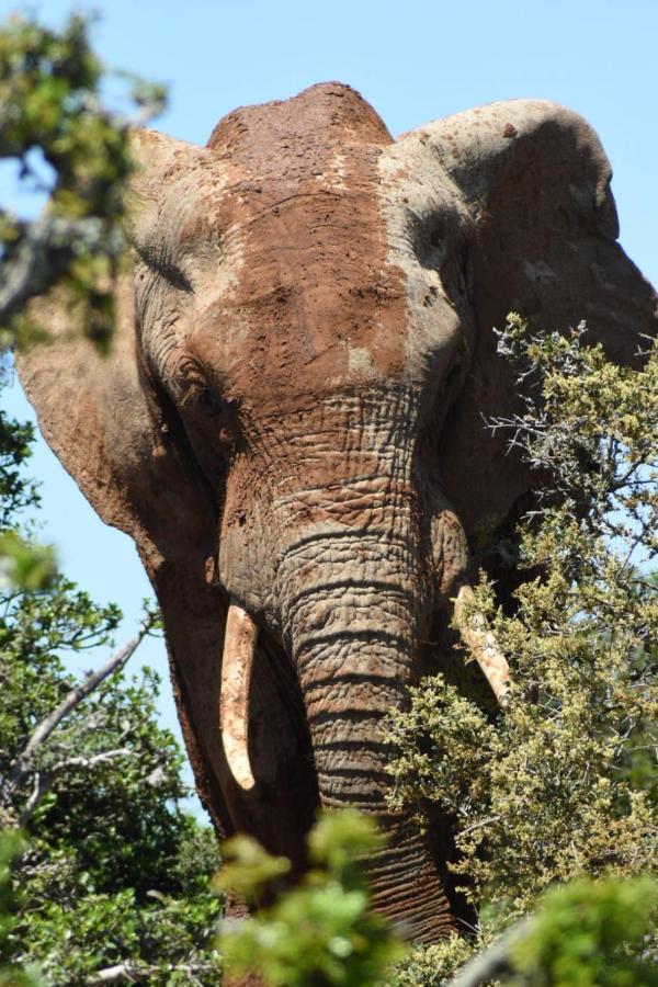 Orange Elephant Backpackers Albergue Addo Exterior foto